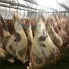 реализуем говядину охл (быки телки) в Бирюче