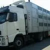 перевозка сельскохозяйственных животных в Самаре