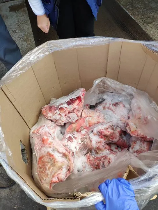 головы свиные ограбленые в Белгороде и Белгородской области