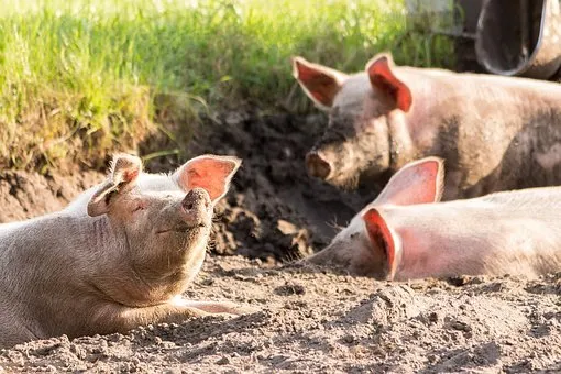 «Агро-Белогорье» увеличило объем производства свиней на 2,9 тысячи тонн  