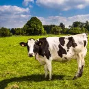 Производство мяса в Белгородской области за 9 месяцев снизилось на 1,1%, молока - выросло на 2,7%