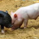 В Белгородской области усилят меры против африканской чумы свиней и птичьего гриппа