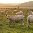 Производство мяса в Белгородской области за 2021г выросло на 0,7%, молока - на 2,6%