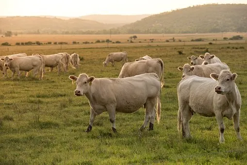 Производство мяса в Белгородской области за 2021г выросло на 0,7%, молока - на 2,6% 
