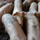 Губернатор объяснил белгородцам, почему им запрещено разводить свиней