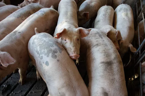 Губернатор объяснил белгородцам, почему им запрещено разводить свиней