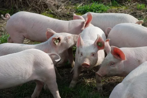На Белгородский свинокомплекс «Сибагро» завозят новое поголовье 