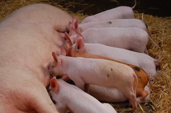 Более 40 тысяч исследований вирусных болезней свиней проведено вирусологами Белгородской испытательной лаборатории ФГБУ «ВНИИЗЖ» с начала года